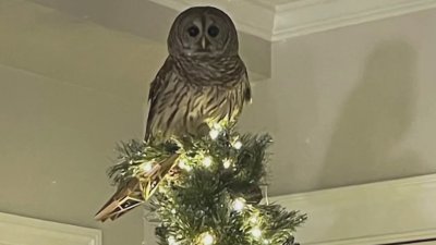 Owl flies down chimney, perches on top of Arlington family's Christmas tree