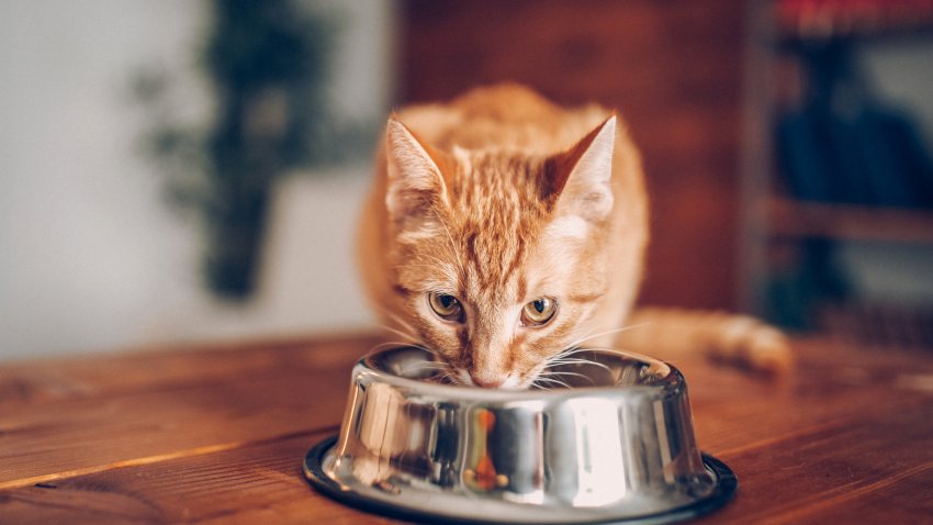 Cat eating out of bowl