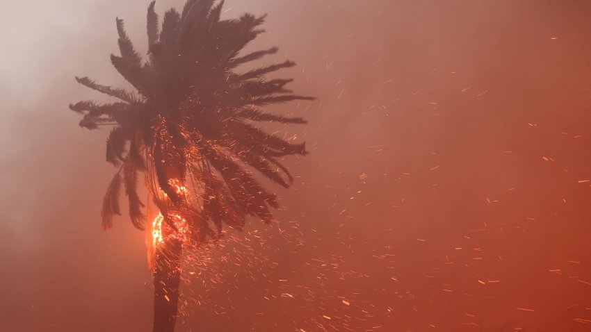 A palm tree burns as powerful winds fueling devastating wildfires in the Los Angeles area force people to evacuate, at the Eaton Fire in Altadena, California, U.S. Jan. 8, 2025. 