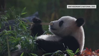 National Zoo pandas ready for their public debut