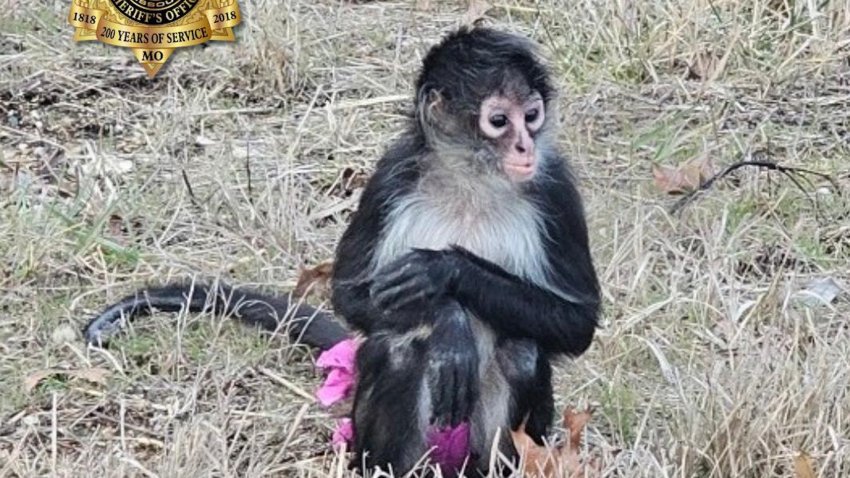 A spider monkey in a tutu