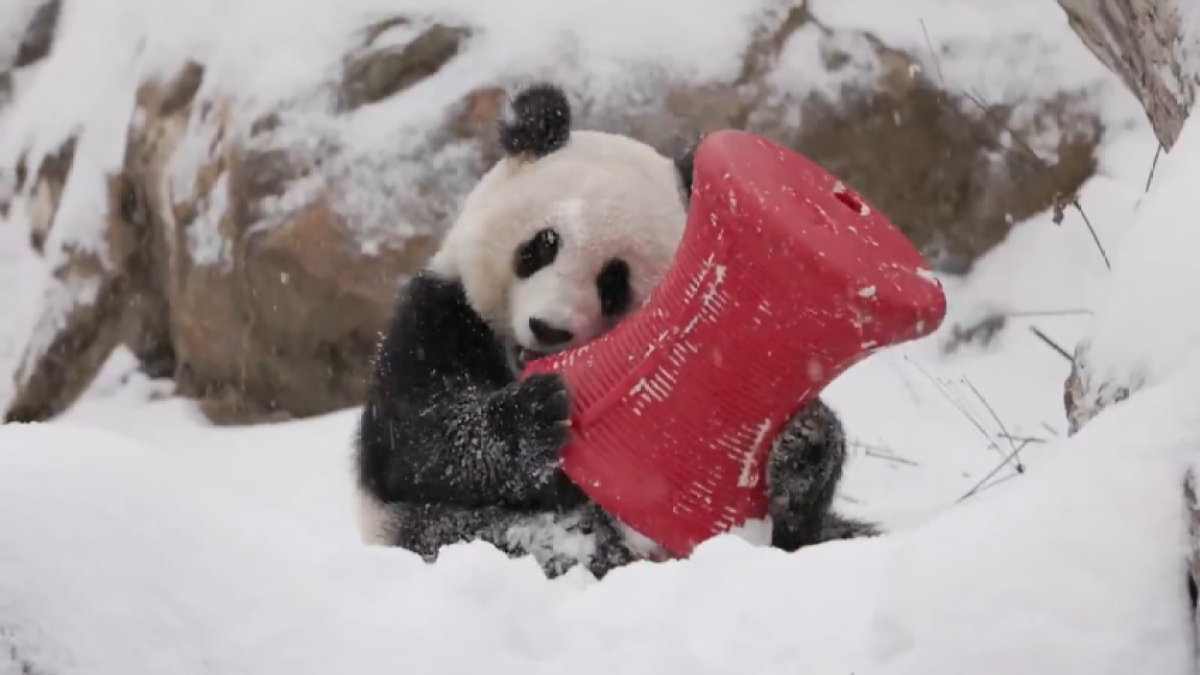 DC pandas play in the snow at the National Zoo NBC4 Washington