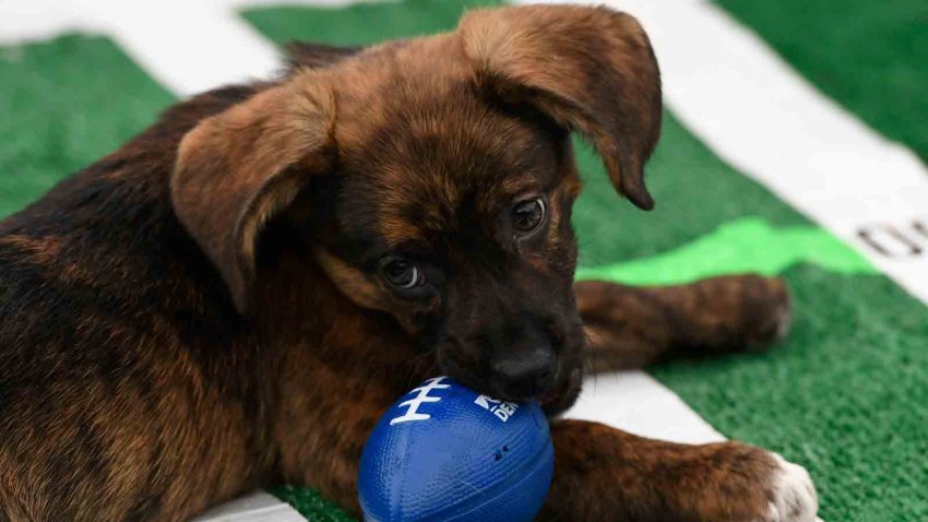 Puppy Bowl