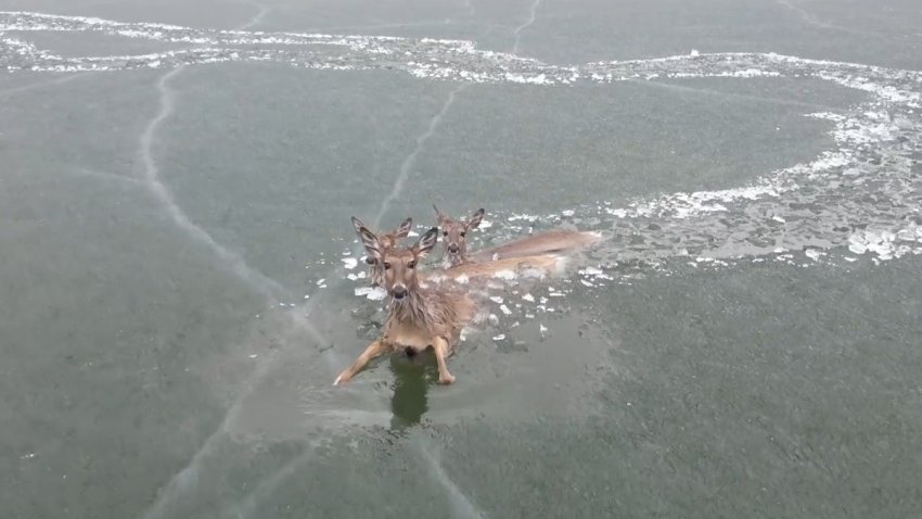 Deer in ice
