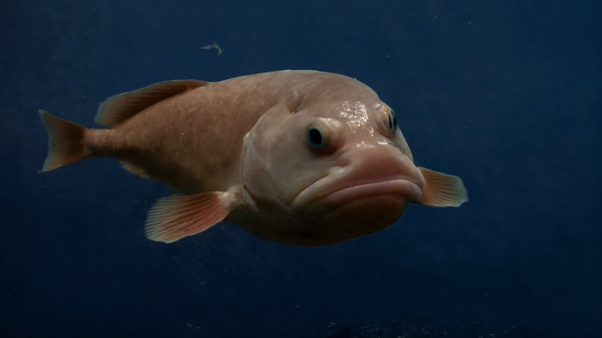 A blobfish swimming in the ocean.