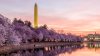 Cherry blossoms in DC: A complete guide for bloom lovers and first-time visitors