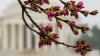 Halfway there! DC's cherry blossoms hit stage 3 of 6 en route to peak bloom