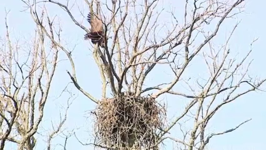 A bald eagles’ next above Langston Golf Course in Northeast D.C.