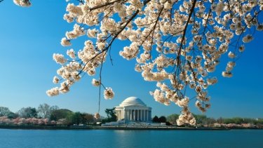 Cherry blossoms in Washington, D.C.