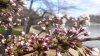 Almost there! DC's cherry blossoms hit stage 5 of 6 en route to peak bloom