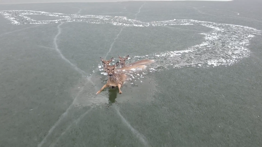 Drone image of deer stranded in middle of frozen lake