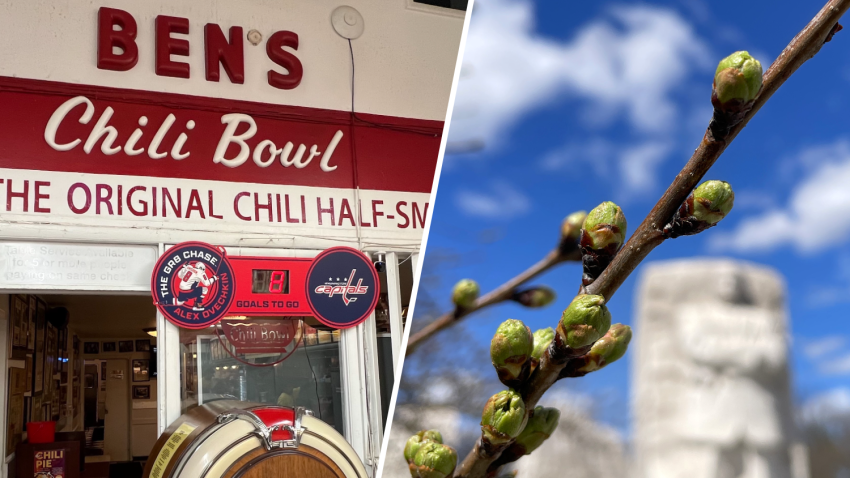 The Washington Capitals hoisted a goal counter to cheer Alex Ovechkin on in his pursuit of the NHL’s all-time scoring record (left). Meanwhile, the cherry blossoms near the National Mall reached the second stage of their blooming cycle.