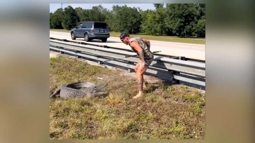 Man wrangles an alligator in the median of a Florida highway.