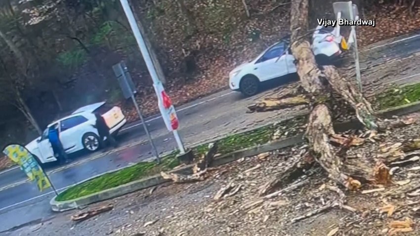 Tree smashes SUV