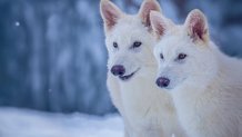Dire wolves revived by Colossal Biosciences