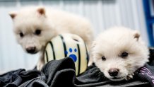 Dire wolves born by extinction