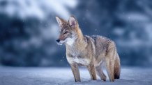 Colossal Biosciences cloned Red Wolf