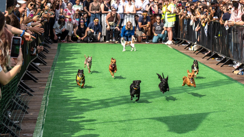The Running of the Chihuahuas returns to The Wharf on Saturday, May 3, 2025.
