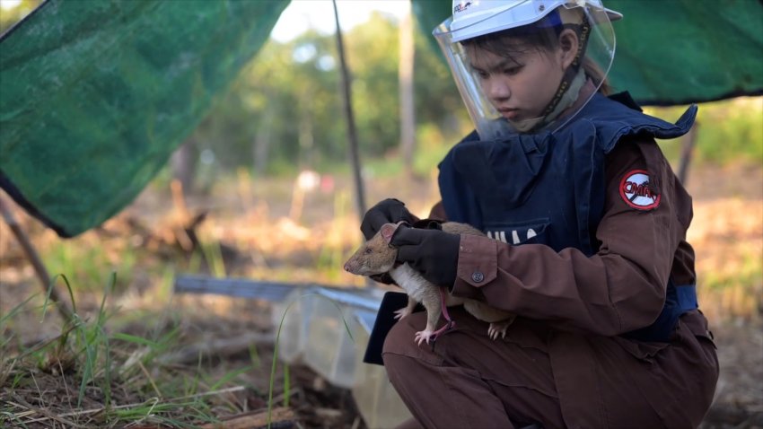 African giant pouched rat sits on woman's lap before searching for landmines in Cambodia