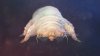 Itchy eyes? Maybe it's mites. Maybe it's allergies. Definitely be cautious