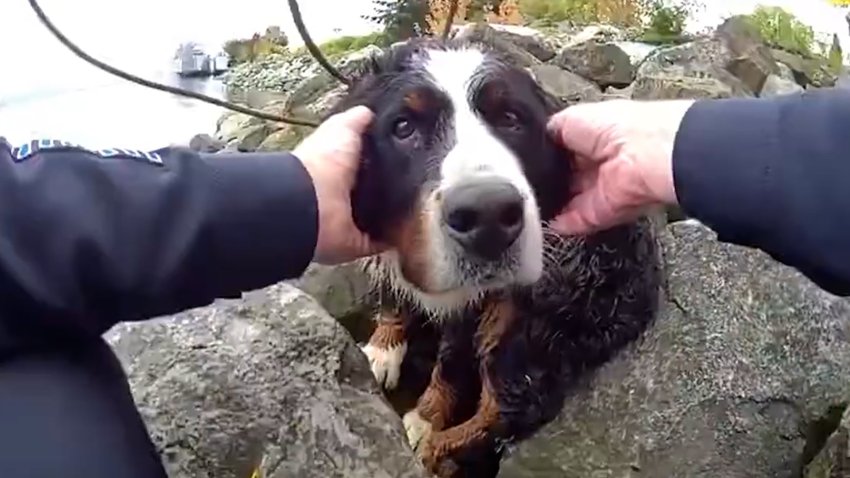 Two hands on a dogs face