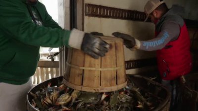 Maryland waterman worry about economy, crab industry: The News4 Rundown