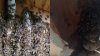 50,000 bees: How hidden hives were discovered in a Chevy Chase home