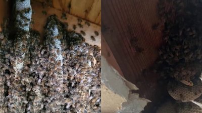 Chevy Chase roof repair reveals thousands of bees