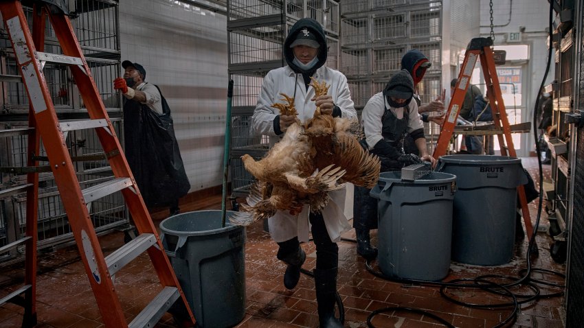 FILE - Employees clean parts of the cages and take the last chickens to be slaughtered inside a poultry store, Friday, Feb. 7, 2025, in New York.