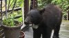 Black bear spotted wandering through backyards and porches in Bethesda