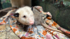Basil the one-eyed opossum, DC's 2023 animal obsession, has died