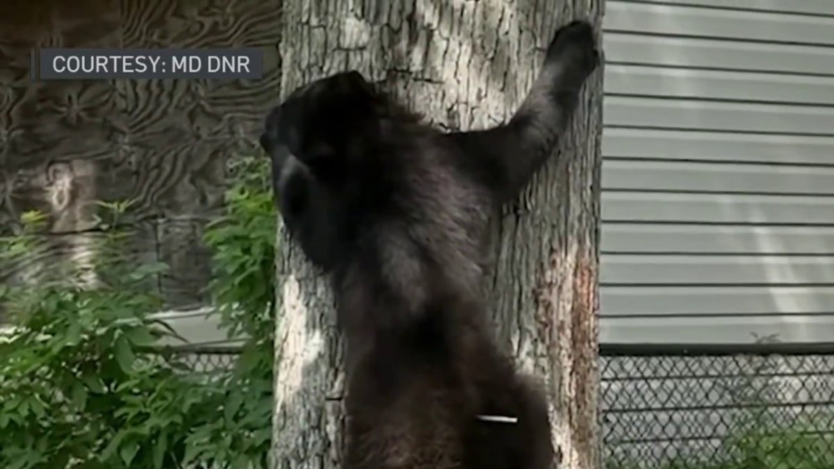 Langley Park Bear: Black Bear Naps in Tree – NBC4