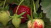 Strawberry season cut short in Northern Virginia due to fungus, bad weather