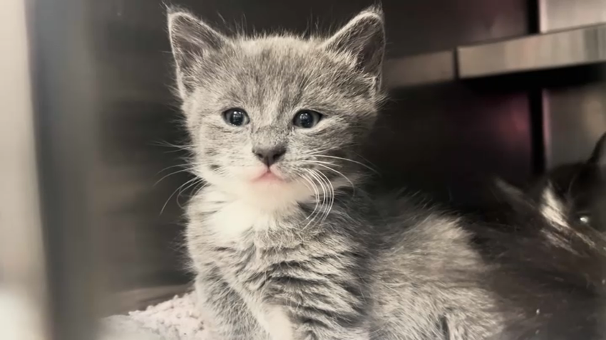 cat saved long island