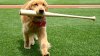 Nationals' bat-retrieving dog Bruce laps up pregame attention, makes MLB debut