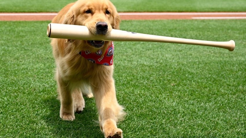 Bruce, the bat dog, retrieves a bat as he is recognized before a baseball game between the Washington Nationals and the Miami Marlins, Saturday, June 14, 2025, in Washington. (AP Photo/Nick Wass)