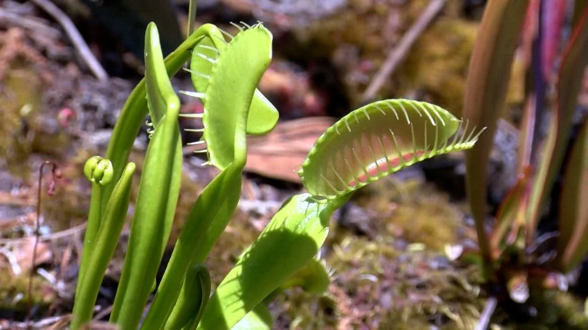 A Venus flytrap growing in a park.