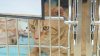 Montgomery County residents take in dozens of animals during AC outage at shelter