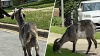 ‘There's Billy!' Runaway goat evades animal control for weeks in Fort Washington