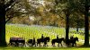 Army will end most of its ceremonial horse programs and adopt out the animals