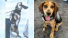 K-9 beagle ‘sent airborne' with kick by Dulles traveler back on job after recovery