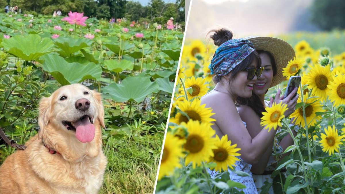 What to do this weekend in Washington, D.C., Maryland and Virginia, including the Lotus and Water Lily Festival.