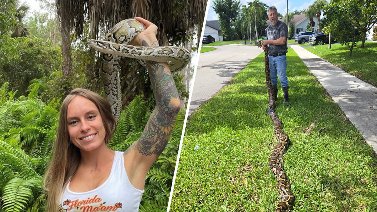 Taylor Stanberry wins 2025 Florida Python Challenge in record year ...