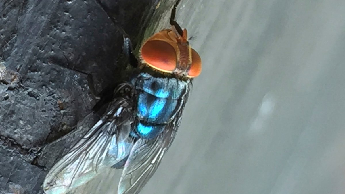 Maryland resident diagnosed with New World screwworm. What to know about the parasite