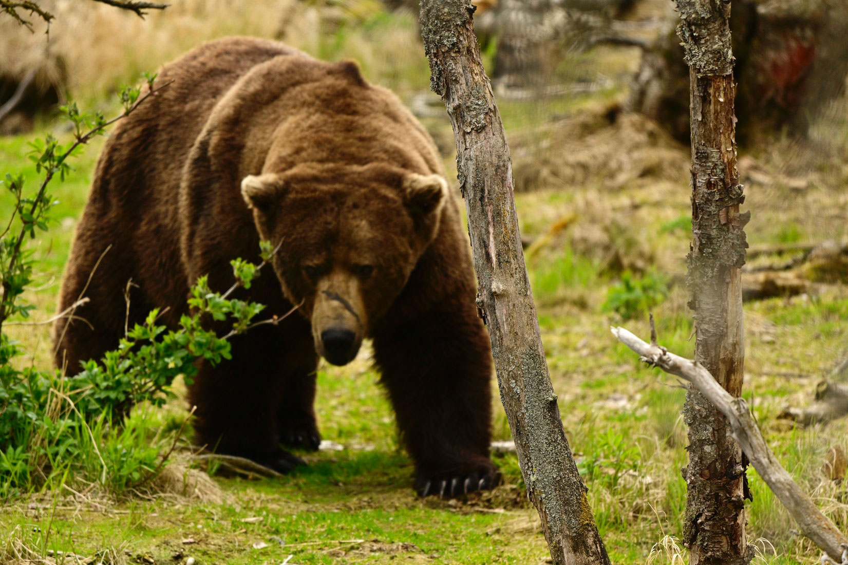 Chunk, 1,200 pounds, wins Alaska’s popular Fat Bear Week contest – NBC4 ...