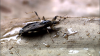 What is Chagas disease, transmitted by ‘kissing bugs', spreading in the U.S.