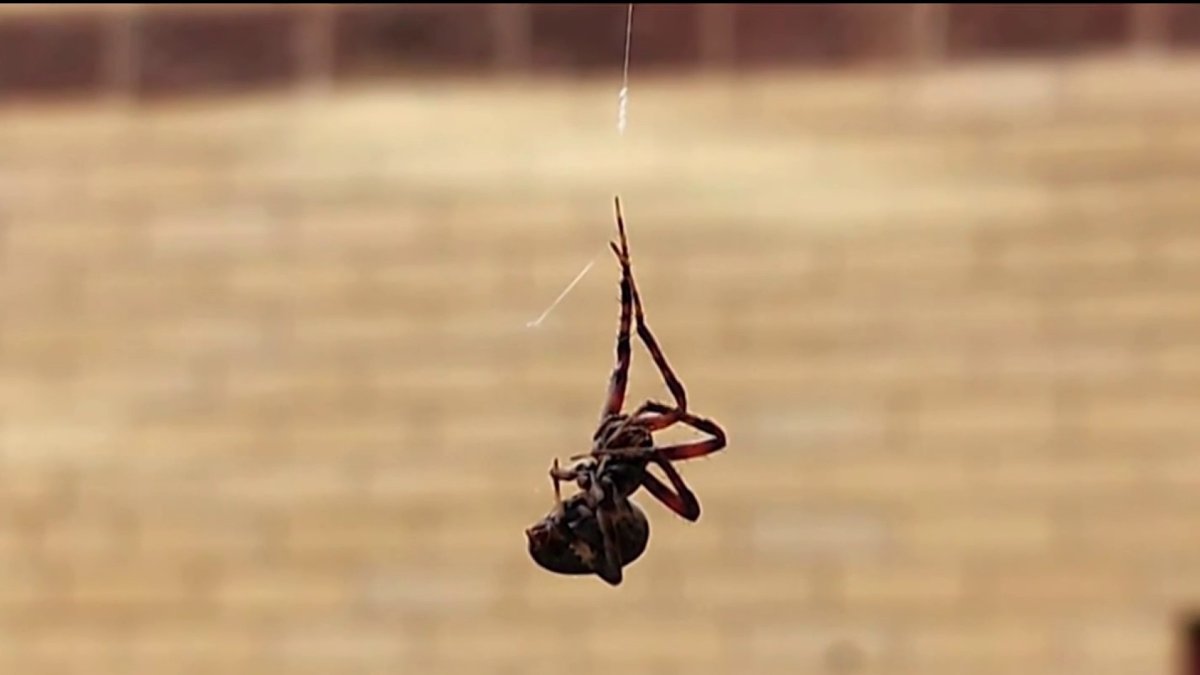 Black widow spiders found at Westfield High School in Chantilly NBC4
