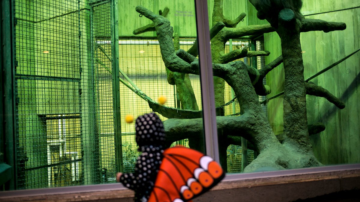 National Zoo cancels Boo at the Zoo due to government shutdown National Zoo cancels Boo at the Zoo due to government shutdown