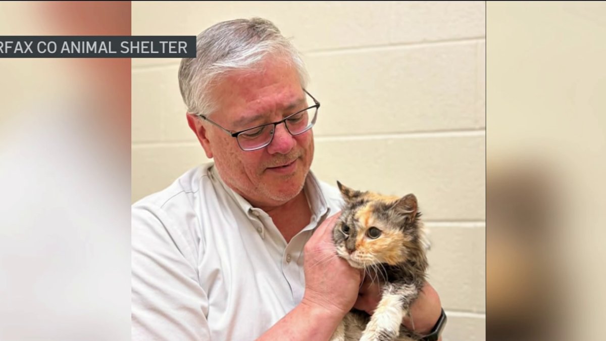 Missing Cat is reunited with her family after 15 years – NBC4 Washington