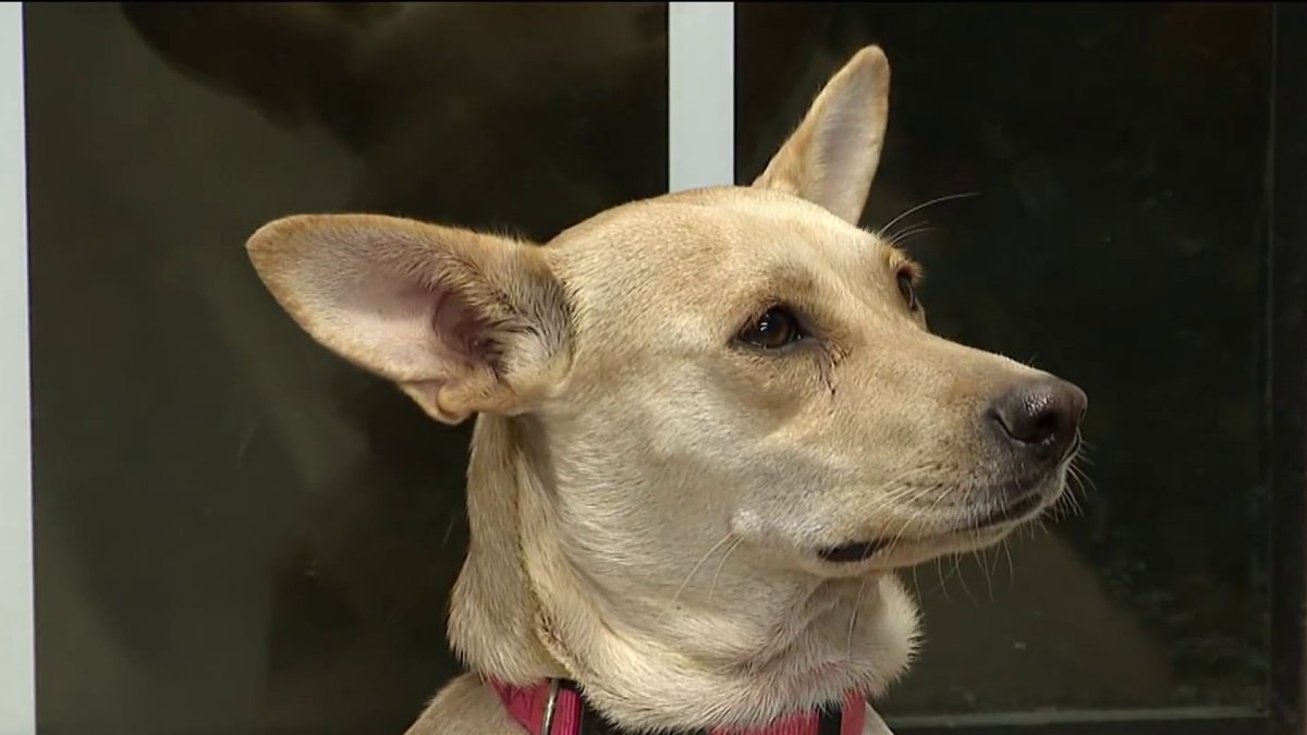 As the government shutdown continues and SNAP benefits are set to end, some are faced with an impossible situation of having to surrender their pets.